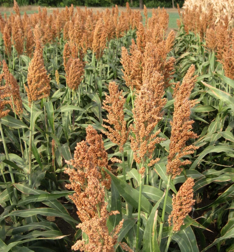 eucarpia Maize and Sorghum Conference